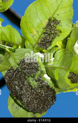 Sooty mould on the underside of a lemon leaf of a tree in fruit, Sorrento, Bay of Naples, Italy Stock Photo