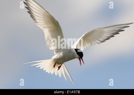 Arctic tern in flight Stock Photo