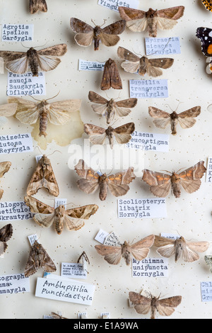 Framed insect collection, Reykjavik, Iceland Stock Photo
