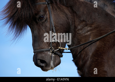 Portrait of Icelandic Horse, Iceland Stock Photo