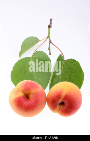 Ripe apricot on a white background Stock Photo