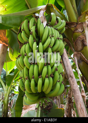 Details of banana trees showing unripe green fruit and inflorescence, growing inside very large polytunnels Stock Photo