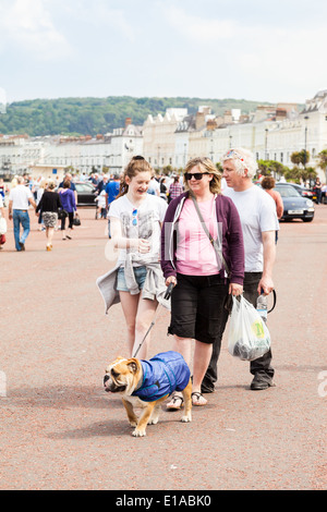 Family walking along the promenade, with English Bulldog, Conway, Llandudno, Wales. Stock Photo