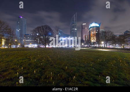 A field with small crocuses and a view on the Hague skyline Stock Photo