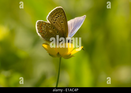 Common blue butterfly feeding nectar out of a buttercup flower Stock Photo