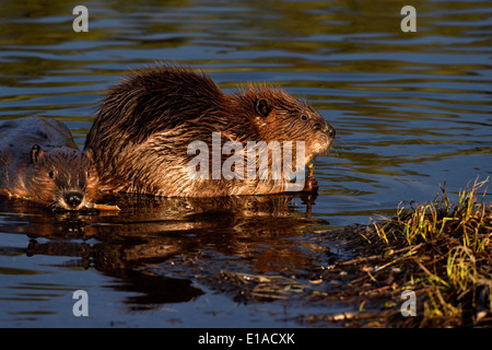 Two young beavers sitting in the water of their pond feeding on some tree branches Stock Photo