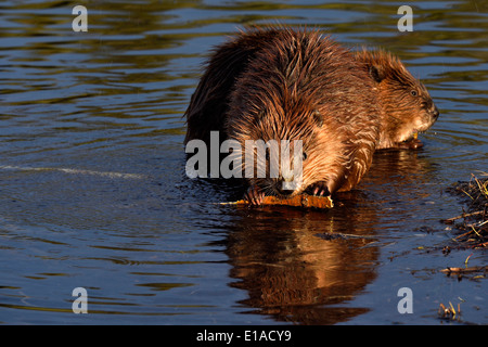 Two young beavers sitting in the water of their pond feeding on some tree branches Stock Photo