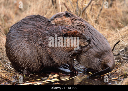 Two beavers 'Castor canadensis' sitting on the edge of their pond grooming each other Stock Photo