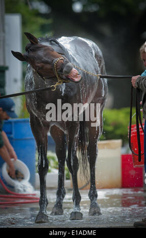 Elmont, New York, USA. 28th May, 2014. Belmont Stakes hopeful RIDE ON CURLIN, trained by Bronco Billy Gowan is bathed at Belmont Park. Credit:  Bryan Smith/ZUMAPRESS.com/Alamy Live News Stock Photo