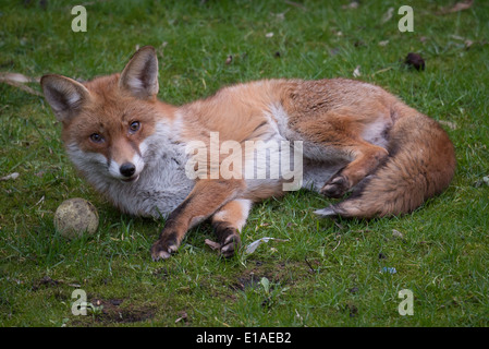 Urban fox relaxing with a tennis ball