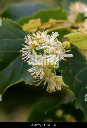 Common Lime Tree Flowers, Tilia vulgaris, Tiliaceae Stock Photo