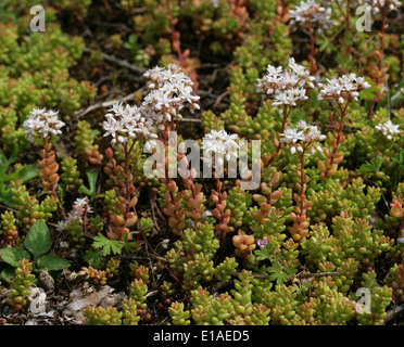 White Stonecrop, Sedum album, Crassulaceae. Stock Photo