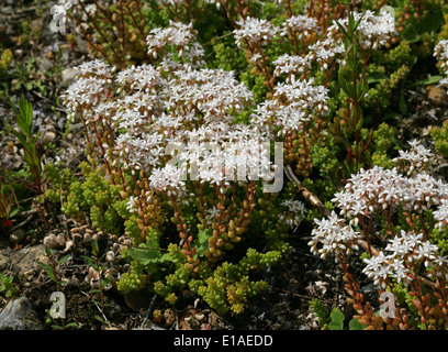 White Stonecrop, Sedum album, Crassulaceae. Stock Photo