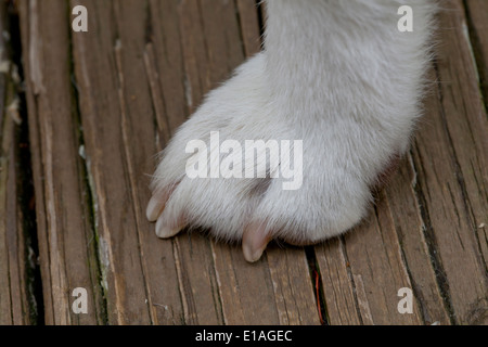 Closeup of dog's front paw Stock Photo