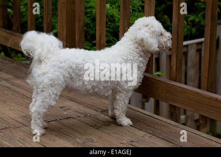MIniature poodle looking through pickets on deck Stock Photo