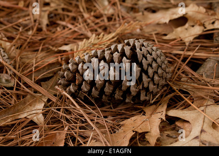 Fallen pine cone Stock Photo