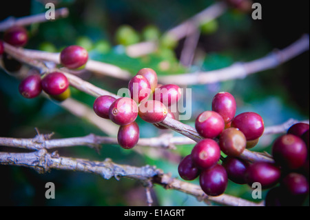 Coffee beans ripening on tree in North of thailand Stock Photo