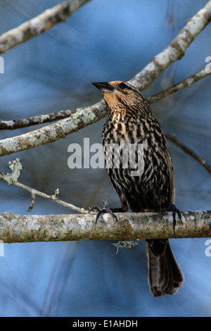 Red-Winged BlackBird (Female) Stock Photo