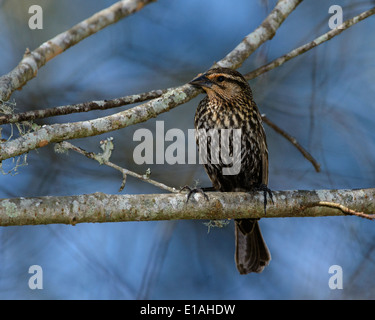 Red-Winged BlackBird (Female) Stock Photo