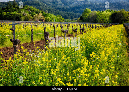 Yellow Mustard Blooming Between Rows of old Grapevines, Calistoga, Napa Valley, California Stock Photo
