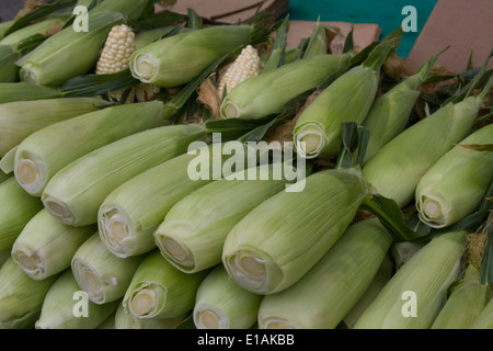 Sweet corn on sale at the local Farmer's Market in Monterey, California. Stock Photo