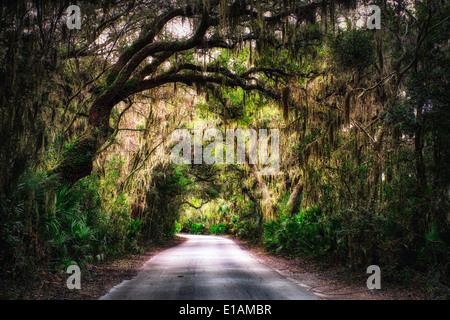 Southern Plantation Road with Tree Canopy with Spanish Moss Hanging from Trees, Amelia Island, Nassau County, Florida Stock Photo