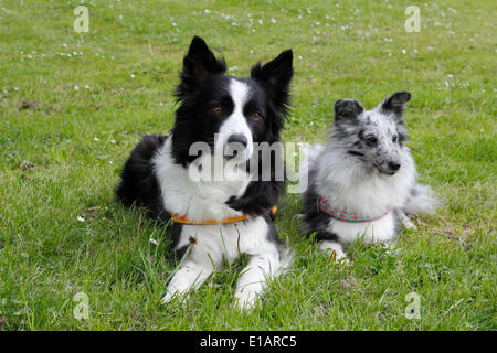 Sheltie and border sales collie