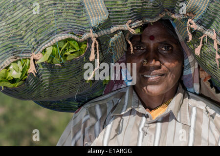 Portrait of a female tea plucker carrying a big bag of tea leaves on her head, Munnar, Kerala, India Stock Photo