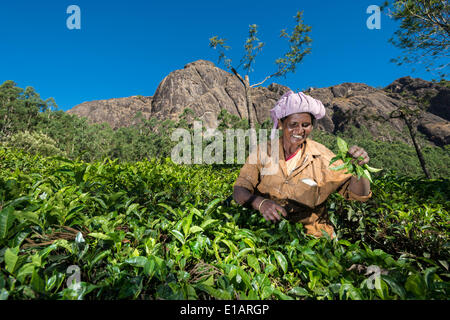 Tea plucker picking tea leaves by hand, tea plantation, 1600m, Munnar, Kerala, Western Ghats, India Stock Photo