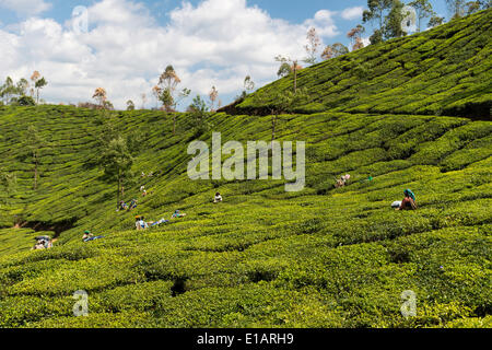 Tea pluckers in the tea fields, tea plantation, 1600m, Munnar, Kerala, Western Ghats, India Stock Photo