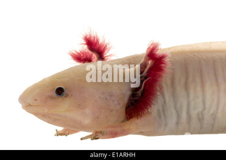 mexican axolotl albino Ambystoma mexicanum SIREDON MEXICANUM ...