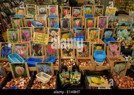 Tulip bulbs at the traditional flower market, Amsterdam, Holland, The Netherlands Stock Photo