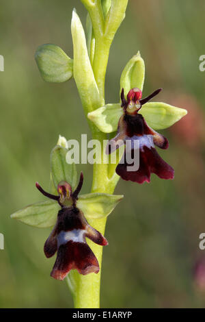 Fly Orchid (Ophrys insectifera), flowering, Eifel National Park, North Rhine-Westphalia, Germany Stock Photo