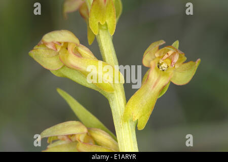 Frog Orchid or Long-bracted Green Orchid (Coeloglossum viride), flowering, Eifel National Park, North Rhine-Westphalia, Germany Stock Photo