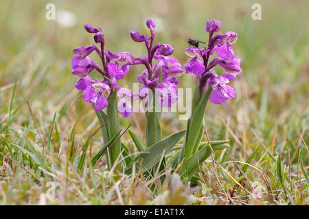 Green-winged Orchid or Green-veined Orchid (Orchis morio), inflorescences, Hesse, Germany Stock Photo
