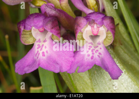 Green-winged Orchid or Green-veined Orchid (Orchis morio), flowers, Hesse, Germany Stock Photo