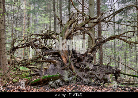 Roots of a fallen Common Spruce (Picea abies), Bavarian Forest National Park, Bavaria, Germany Stock Photo