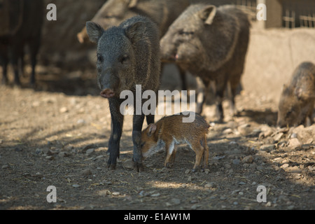 Collared Peccary offspring with his mother, Spain Stock Photo