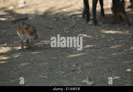 Collared Peccary offspring with his mother, Spain Stock Photo