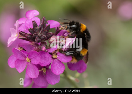 Buff tailed Bumblebee queen, bombus terrestris on pink perennial wallflower(3 of 8) Stock Photo