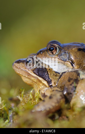 common frogs at spawning season, rana temporaria, vechta district, niedersachsen, germany Stock Photo
