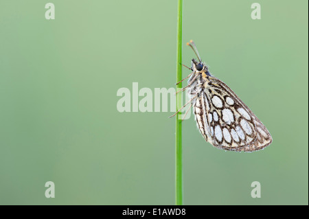 large chequered skipper, heteropterus morpheus, niedersachsen (lower saxony), germany Stock Photo
