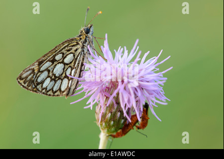 large chequered skipper, heteropterus morpheus, niedersachsen (lower saxony), germany Stock Photo