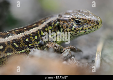 sand lizard, lacerta agilis, dammer bergsee, vechta district, niedersachsen, germany Stock Photo