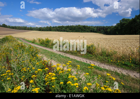 tansy at the edge of the field, damme, vechta district, niedersachsen, germany Stock Photo