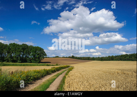 field landscape, damme, vechta district, niedersachsen, germany Stock Photo