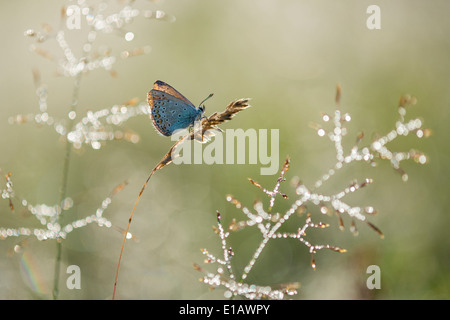 common blue (polyommatus icarus) on grass, niedersachsen (lower saxony), germany Stock Photo