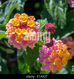 Lantana Camara shrub in Marbella Spain Stock Photo