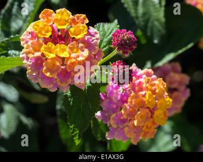 Lantana Camara shrub in Marbella Spain Stock Photo