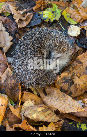 hedgehog in autumn leaves, erinaceidae, germany Stock Photo